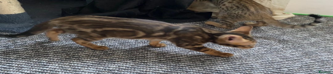 Chausie Kitten 2