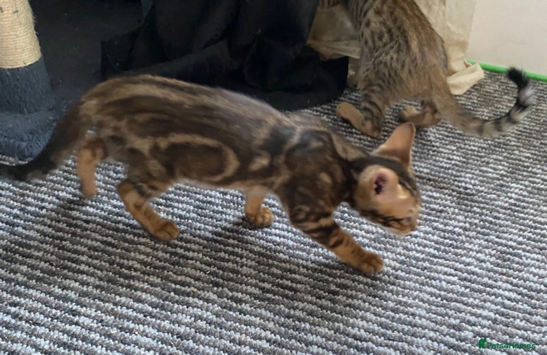 Chausie cats for sale: Savannah x Chausies - Image 13