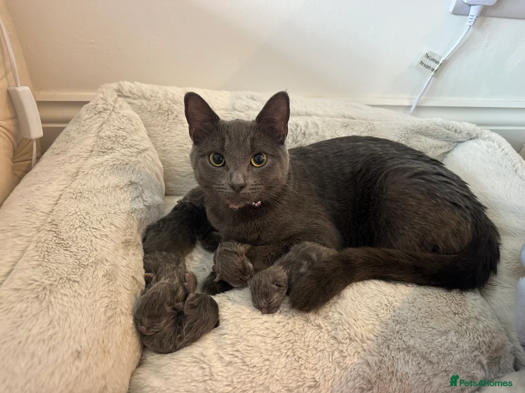 British Shorthair cats for sale: Baby blue kittens  in Tonbridge - Advert 1