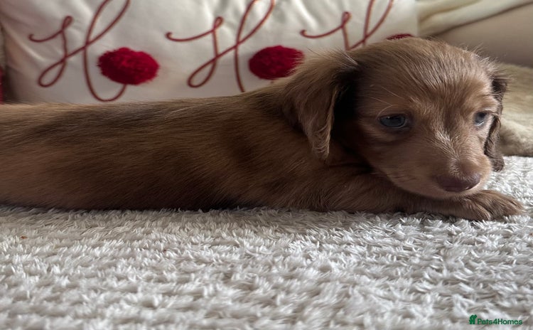 Miniature Dachshund dogs Top quality long haired miniature dachshunds  - Advert 10