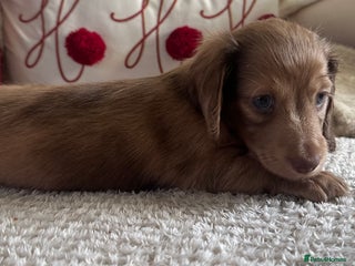 Miniature Dachshund dogs Top quality long haired miniature dachshunds - Advert 6