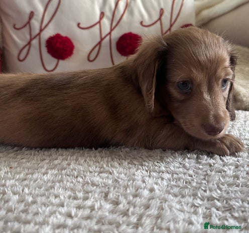 Miniature Dachshund dogs Top quality long haired miniature dachshunds - Advert 10