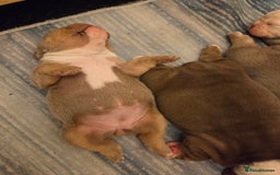 English Bulldog dogs for sale: Beautiful New english bulldogges  - Image 26