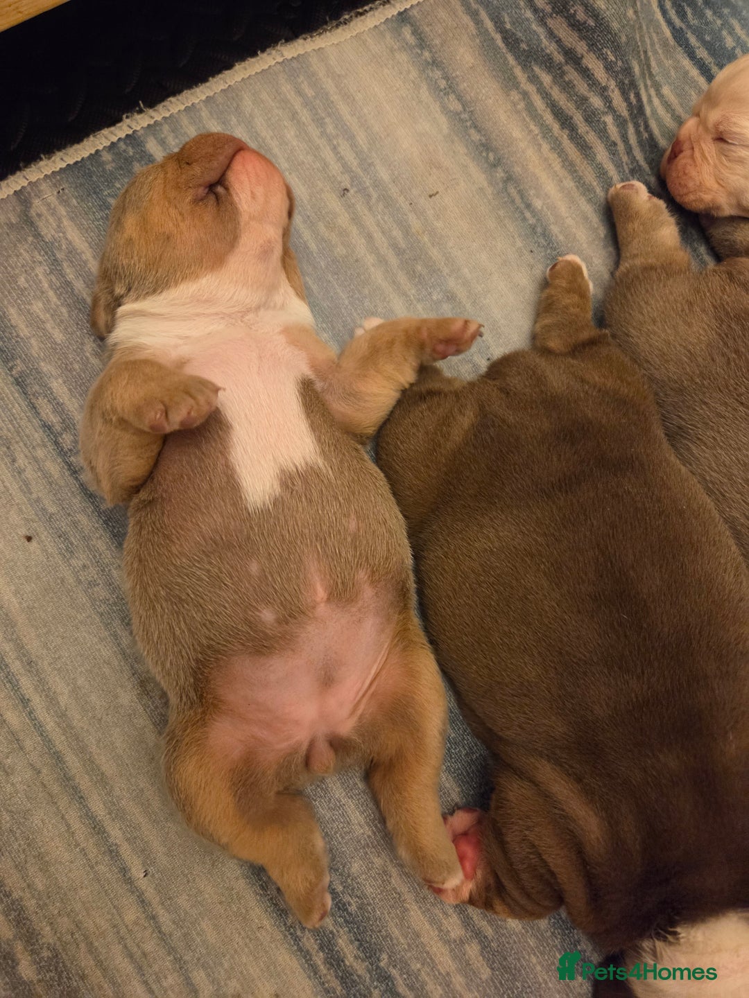 English Bulldog dogs for sale: Beautiful New english bulldogges  - Image 26