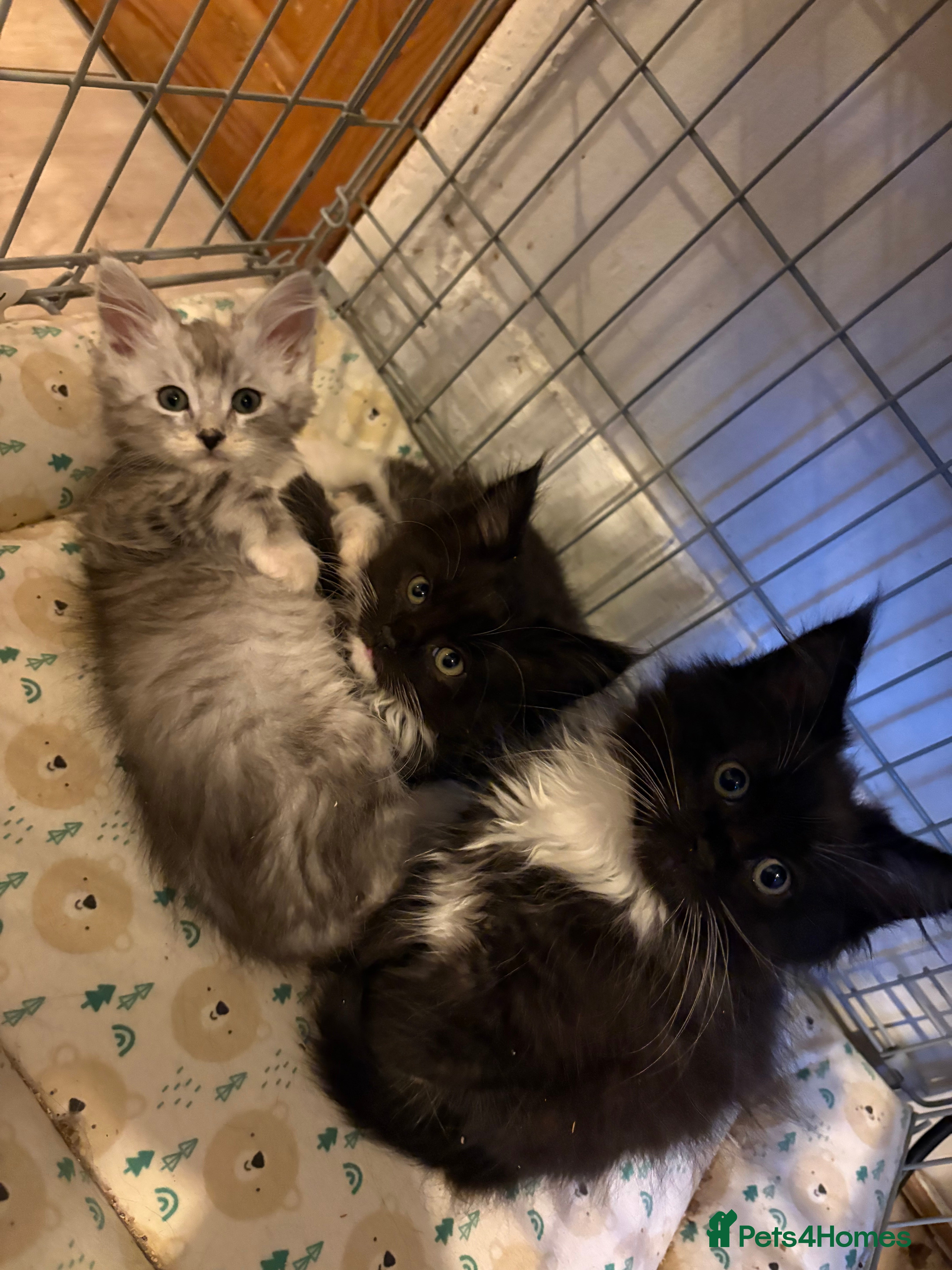 Maine Coon cats Maincoon X Ragdoll 3 kittens left - Advert 1