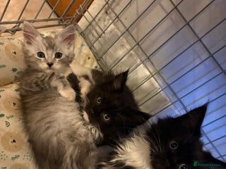 Maine Coon cats Maincoon X Ragdoll 3 kittens left - Advert 1