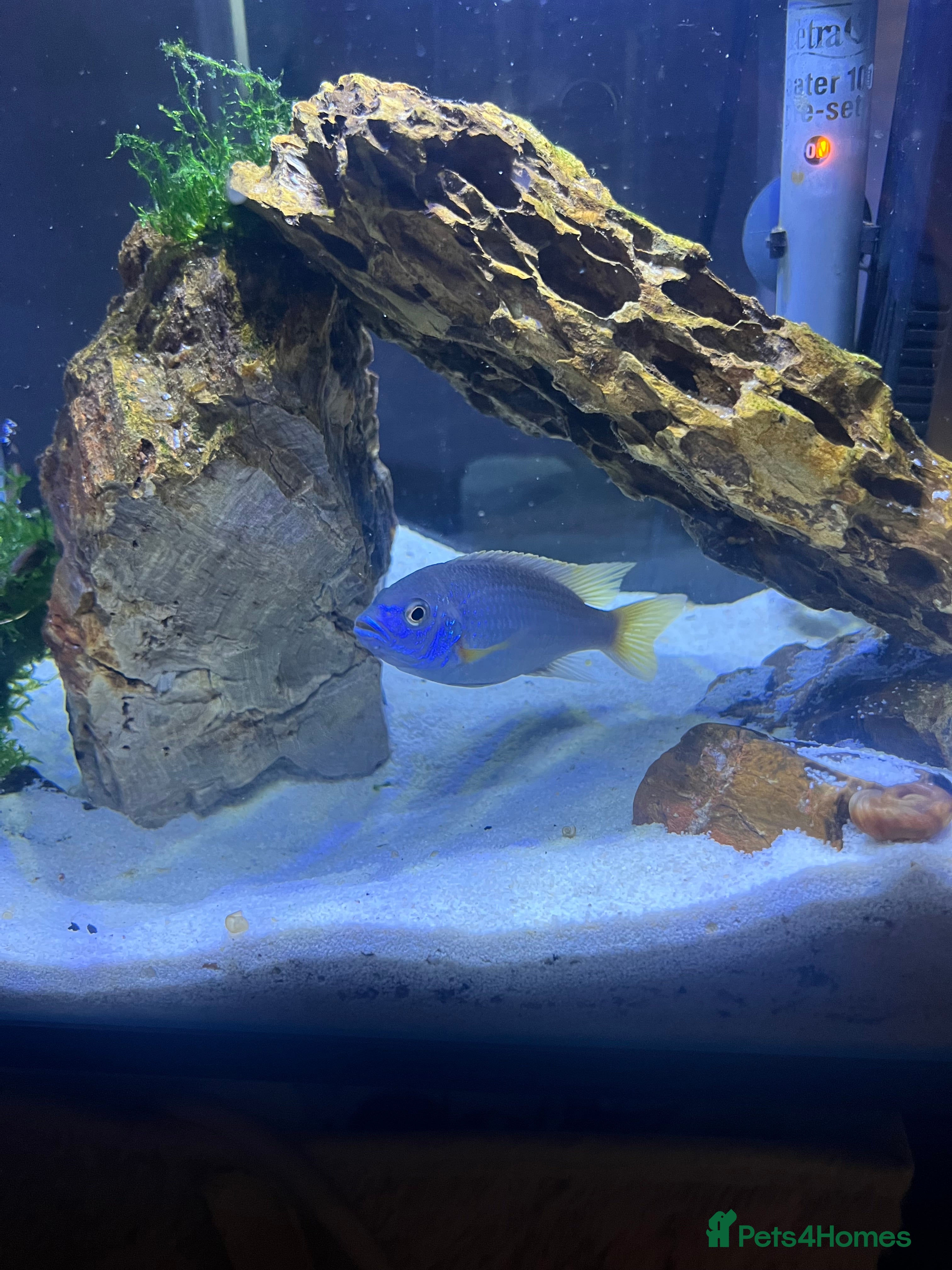 Cichlids fish Malavi cichlid  - Advert 1