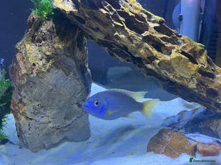 Cichlids fish Malavi cichlid - Advert 8