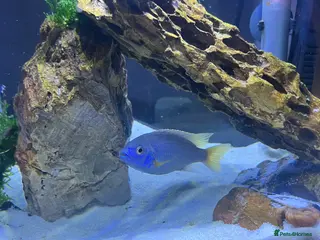 Cichlids fish Malavi cichlid - Advert 18