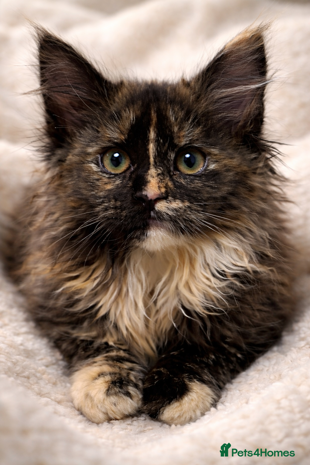 Maine Coon cats  XXL Maine coon kitten fully vaccinated Fluffy  - Advert 2