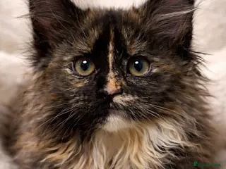 Maine Coon cats XXL Maine coon kitten fully vaccinated Fluffy - Advert 2