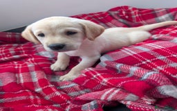 Labrador Retriever dogs for sale: Beautiful Labrador puppys  - Image 29