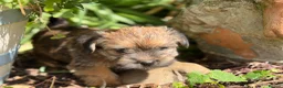Mixed Breed dogs for sale: Exceptional Norfolk terrier x jrt pups ready now  - Advert 11