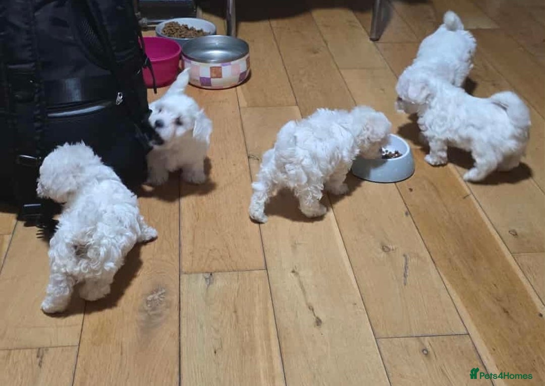 Bichon Frise dogs for sale: Bichon puppies  - Image 10