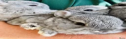 Netherland Dwarf rabbits for sale: *Tiny* Tea-Cup size pure netherland dwarf bunnies  in Bradford - Advert 4