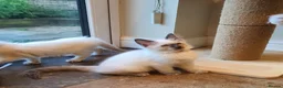 Ragdoll cats for sale: 💕Beautiful GCCF Registered Ragdoll Kittens. - Advert 26