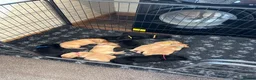 Labrador Retriever dogs for sale: * KC Reg Health Tested Puppies *  - Advert 26