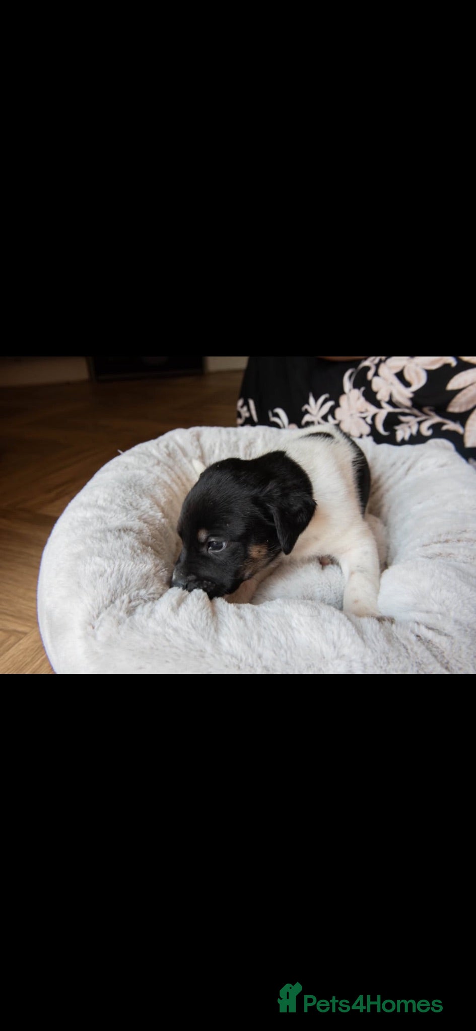 Mixed Breed dogs Beautiful German shepherd cross puppies  - Advert 11