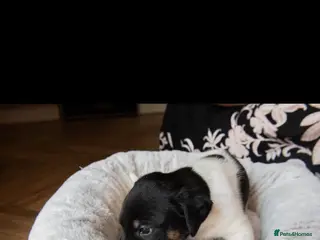 Mixed Breed dogs Beautiful German shepherd cross puppies - Advert 11