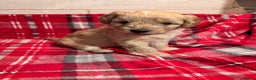 Bordoodle dogs for sale: Beautiful Bordoodle Puppies  - Advert 5