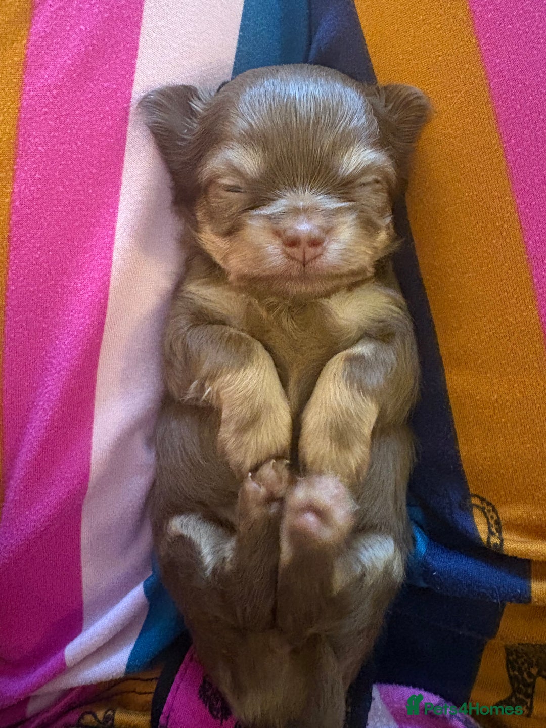 Chihuahua dogs for sale: 💗 One Beautiful Longhaired Chihuahua Puppy Girl  - Advert 7