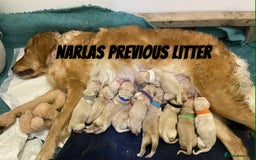 Golden Retriever dogs for sale: Golden Retriever Puppies due any day now!!! - Image 5