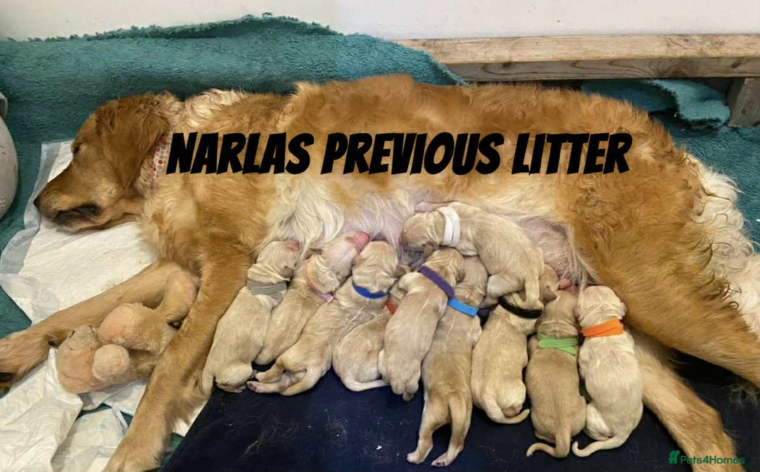 Golden Retriever dogs for sale: Golden Retriever Puppies due any day now!!! - Image 5