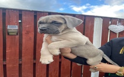 Cane Corso dogs for sale: cane corso pups - Image 5