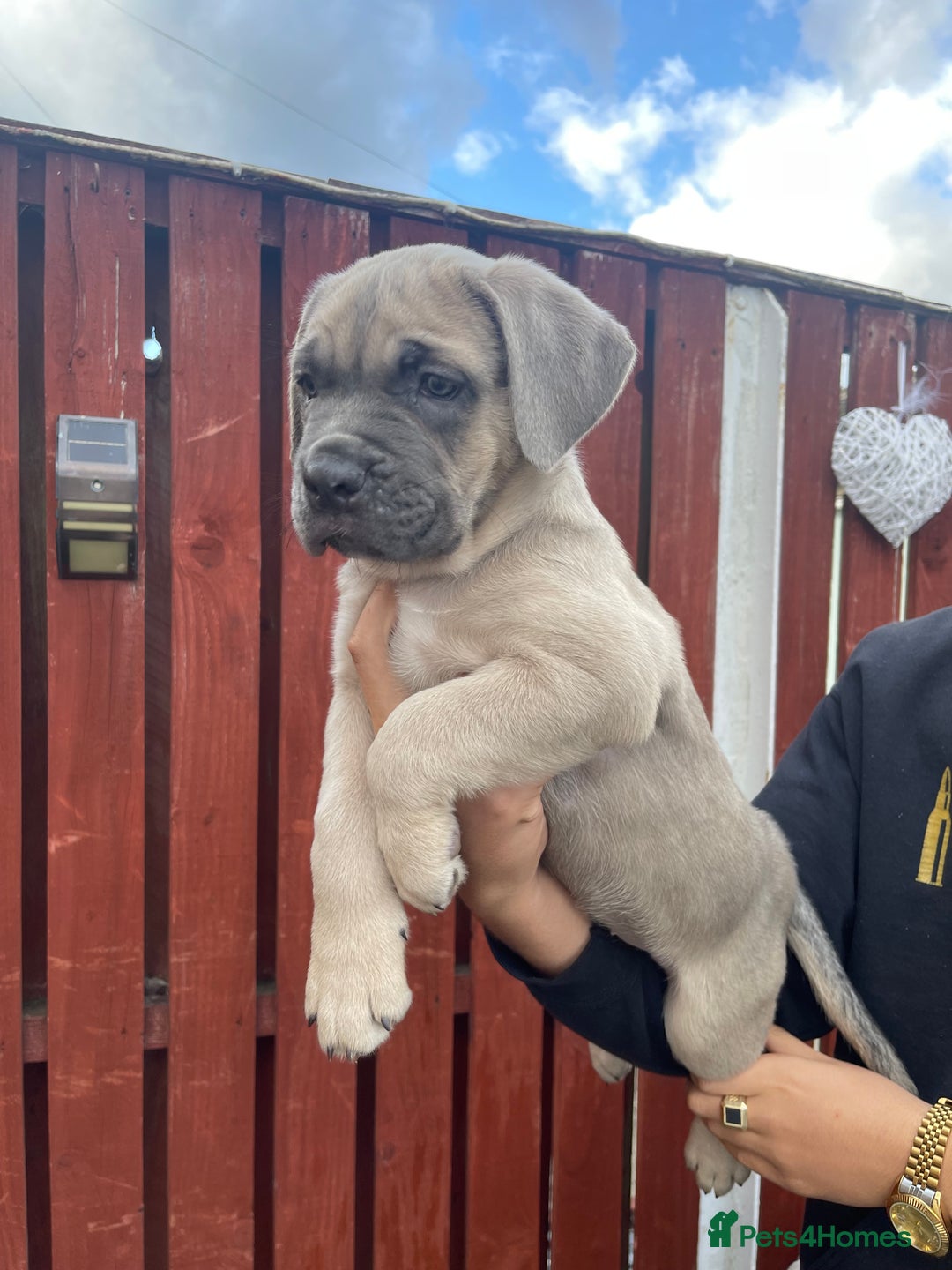 Cane Corso dogs for sale: cane corso pups - Image 5