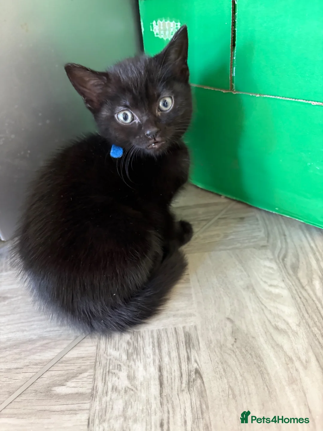 Mixed Breed cats for sale: 3 beautiful kittens for sale. - Advert 2