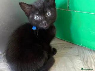 Mixed Breed cats 3 beautiful kittens for sale. - Advert 16