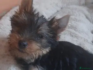 Yorkshire Terrier dogs 5 generation pedigree sertificate girl - Advert 1