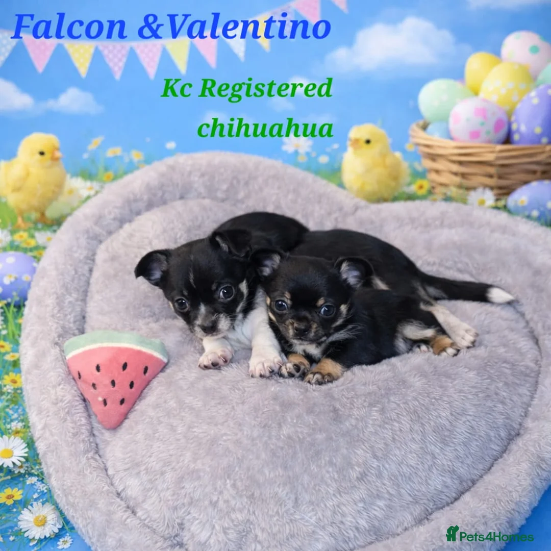 Chihuahua dogs for sale: 6 weeks old boys Chocolate Chihuahuas   - Advert 2