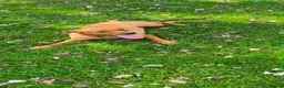 Labrador Retriever dogs for sale: Female workingLabrador - Advert 1