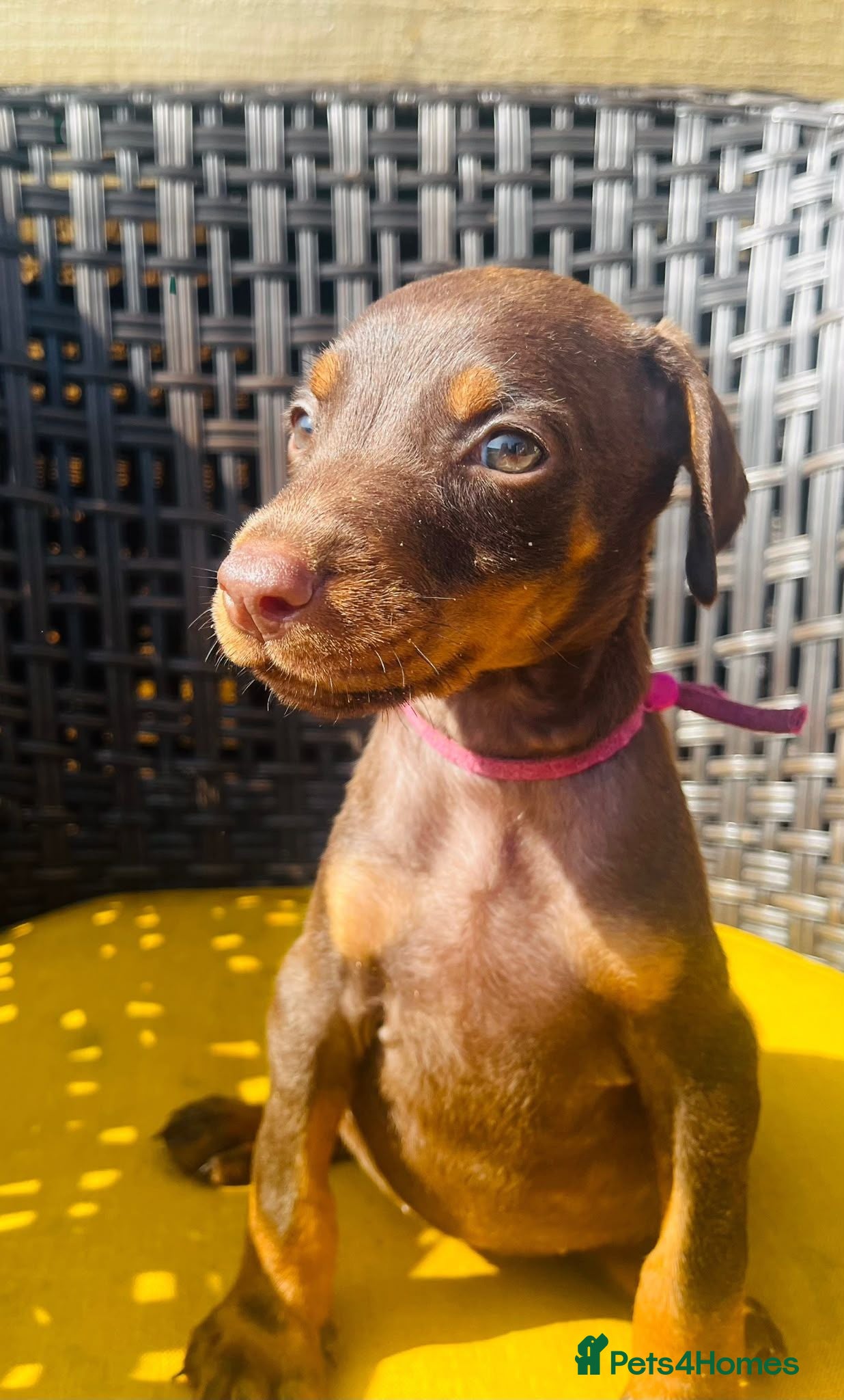 Dobermann dogs Beautiful family dobermans * 1 girl 3 boys left * - Advert 10