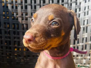 Dobermann dogs Beautiful family dobermans * 1 girl 3 boys left * - Advert 10