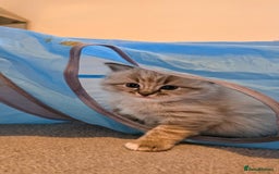 Ragdoll cats for sale: Beautiful kittens looking for their forever home - Image 4