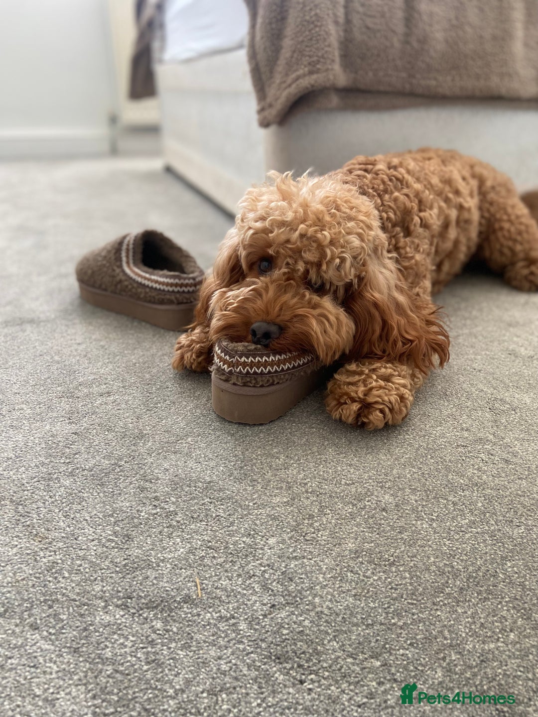 Cockapoo dogs for stud: Cockapoo F1 for stud - Image 4