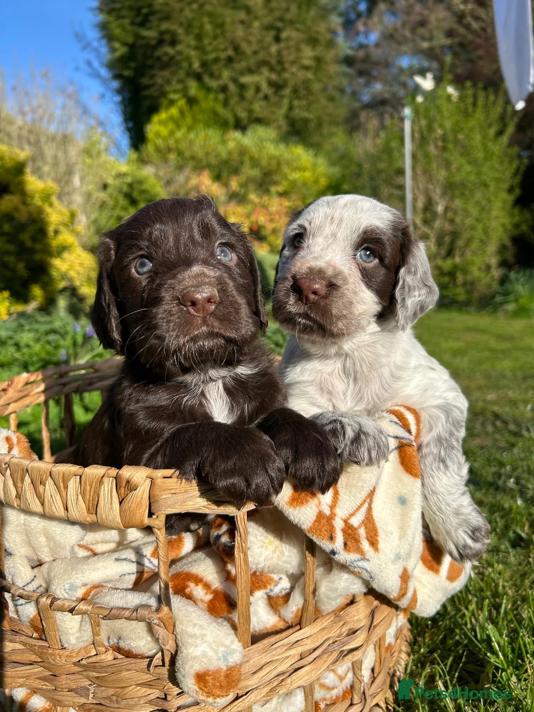 Cocker Spaniel dogs for sale: 6 BEAUTIFUL SISTERS NEED A HOME🐶🩷 - Advert 1