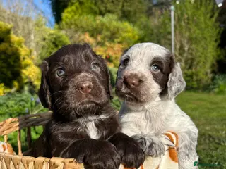 Cocker Spaniel dogs 6 BEAUTIFUL SISTERS NEED A HOME🐶🩷 - Advert 1