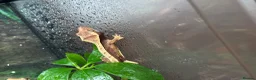 Gecko reptiles for sale: Baby Crested Geckos (Pinstripes & Red Harliquin) - Advert 2