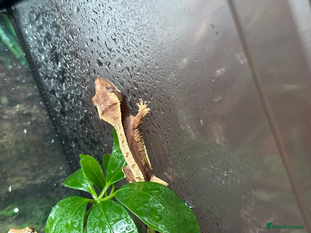 Gecko reptiles for sale: Baby Crested Geckos (Pinstripes & Red Harliquin) - Advert 2