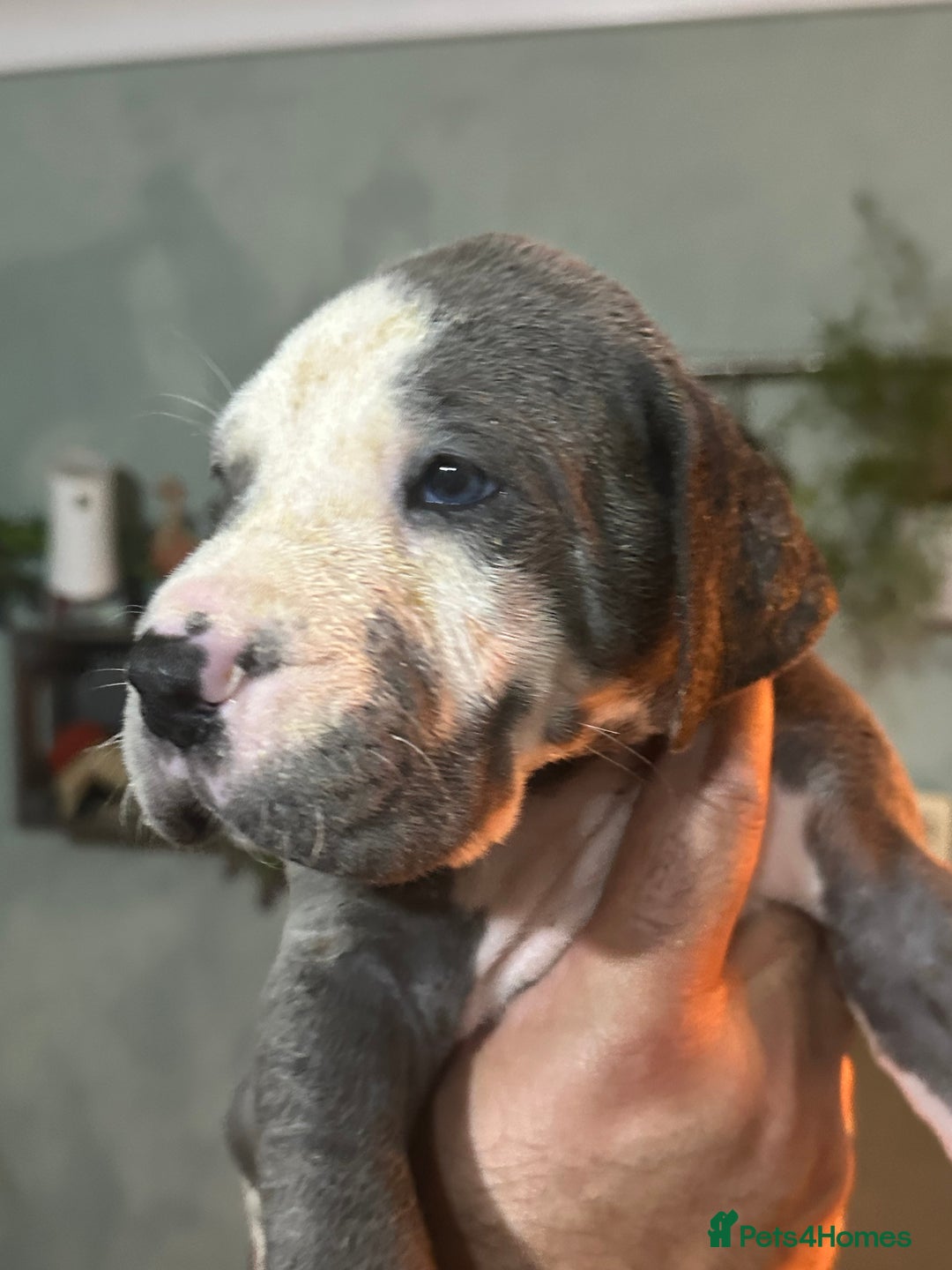 Great Dane dogs for sale: KC registered blue Great Dane puppies - Image 8