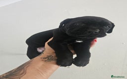 Cane Corso dogs for sale: Cane Corso Pups for Sale  - Image 4