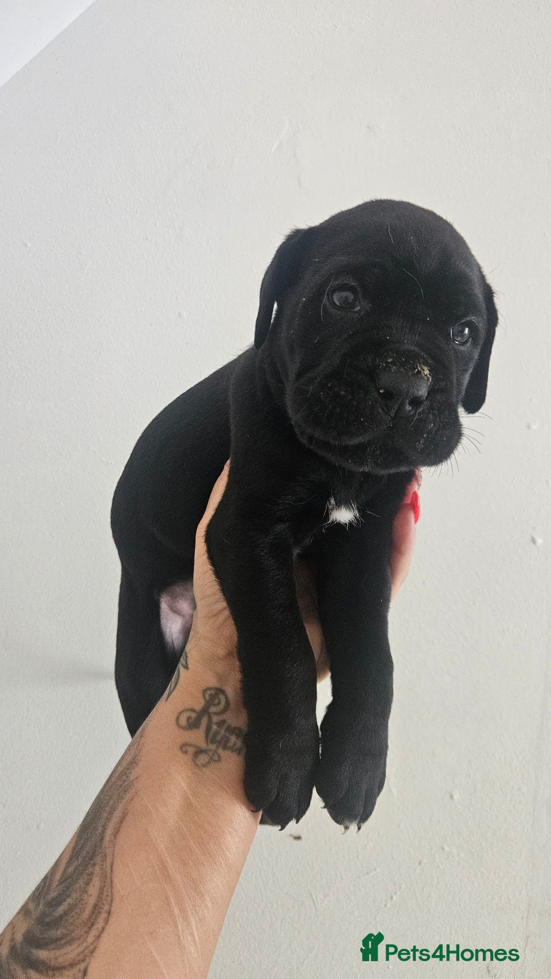 Cane Corso dogs for sale: Cane Corso Pups for Sale  - Image 4