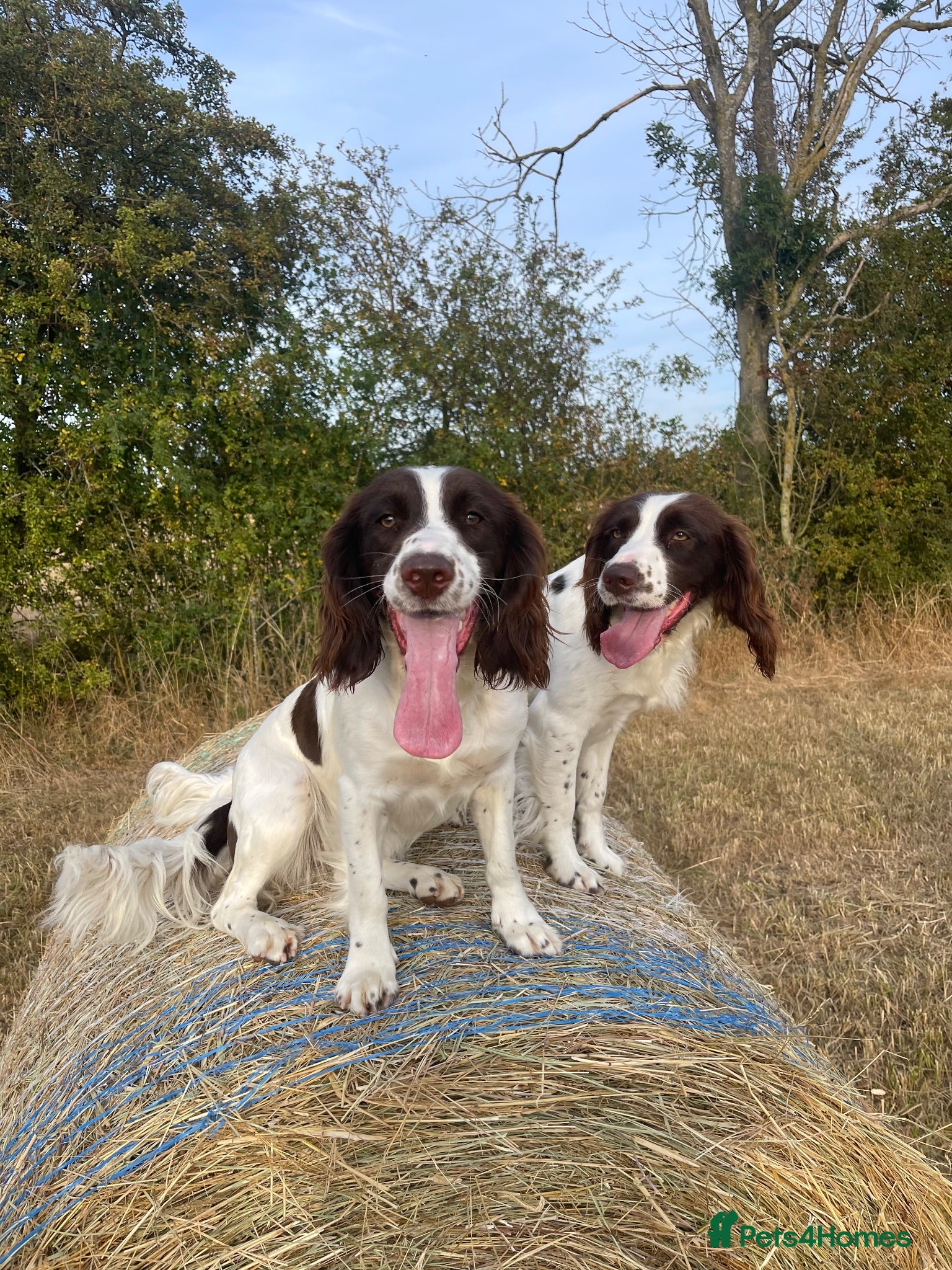 English Springer Spaniel dogs Two fabulous springer spaniels girls - Advert 1