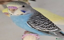 Budgerigars birds for sale: Beautiful Baby Budgies Ready now!!! - Image 7