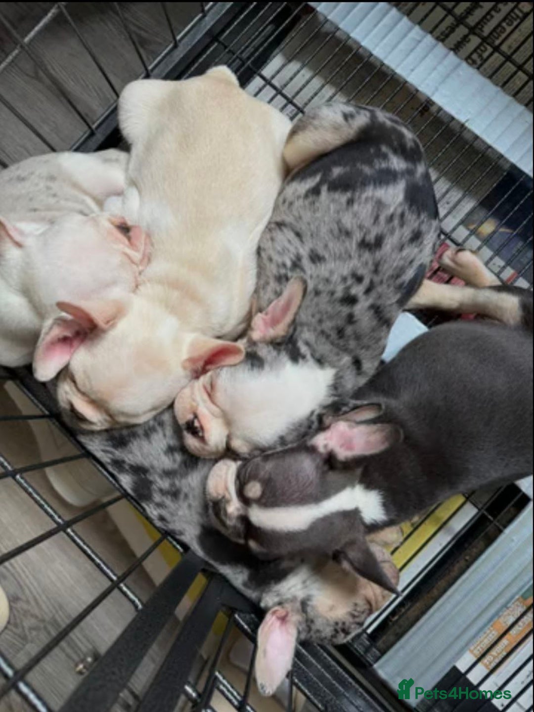 French Bulldog dogs for sale: SNUGGLY FRENCH BULLDOG PUPPIES - Image 9