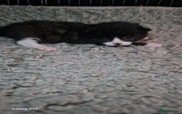 Mixed Breed cats for sale: Beautiful kittens for sale - Image 3