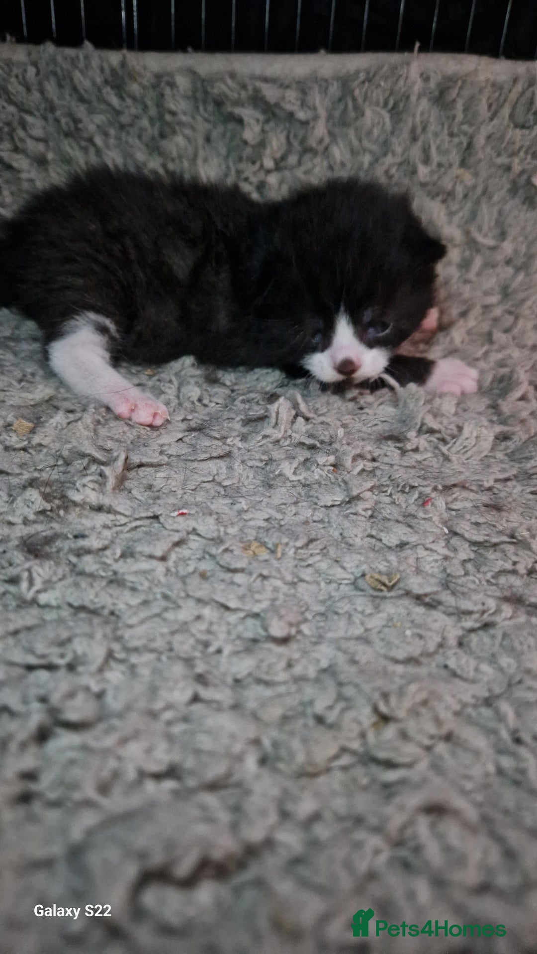 Mixed Breed cats for sale: Beautiful kittens for sale - Image 3
